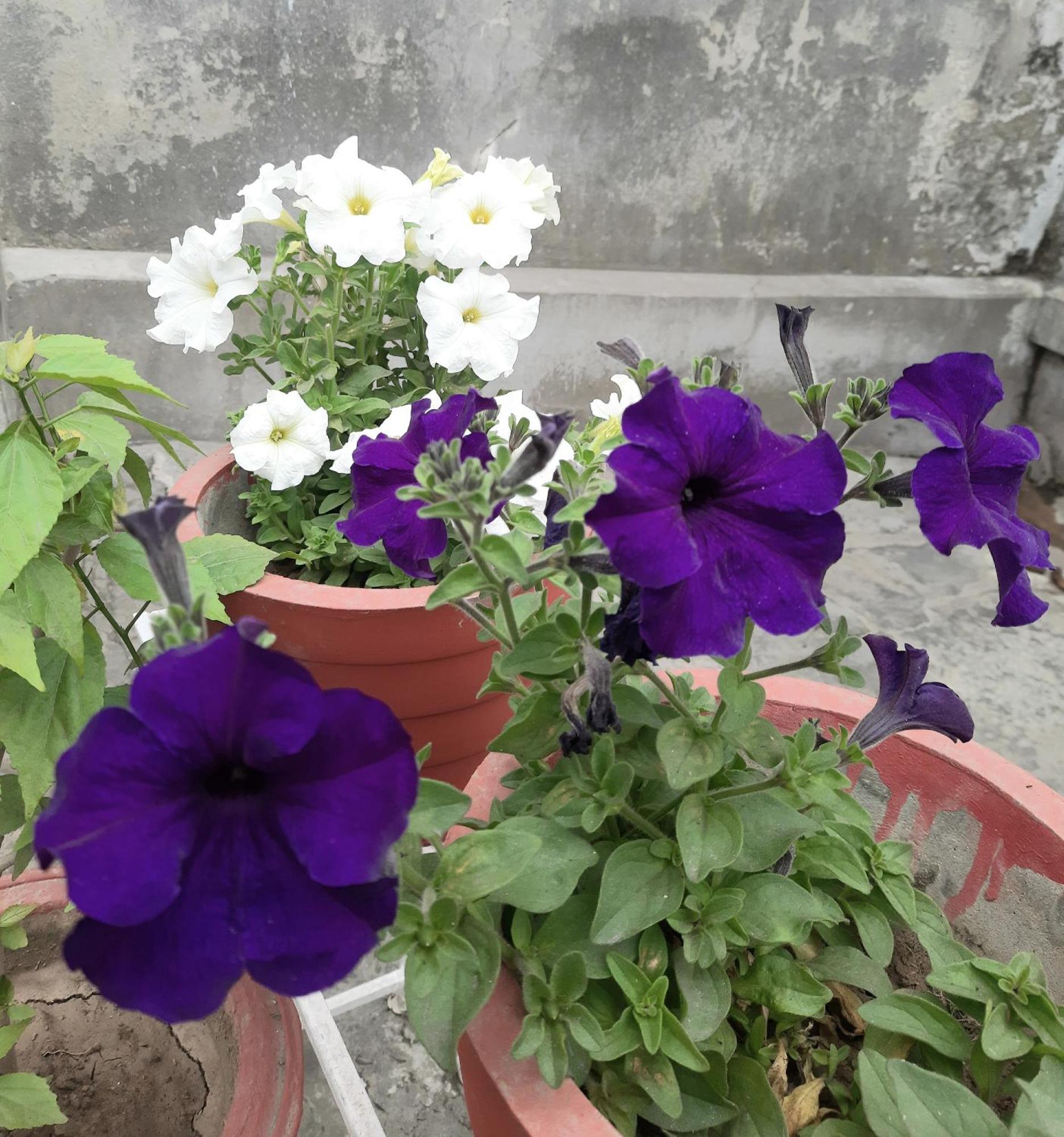 Gokul Pg Homestay *